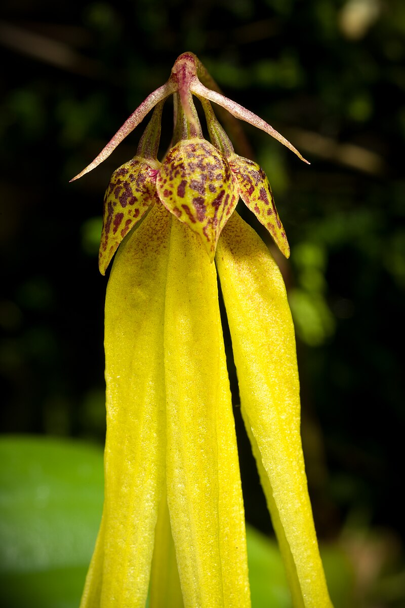 TÌNH YÊU LAN 3 - Page 48 800px-Bulbophyllum_thiurum_J.J.Verm._%26_P.O%27Byrne%2C_Gard._Bull._Singapore_57_136_%282005%29_%2848405658722%29