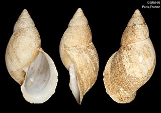 <i>Bulimulus</i> Genus of gastropods