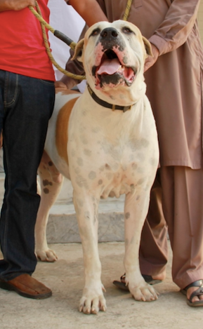 Ficheiro:Bully kutta naulakhia 2.tif