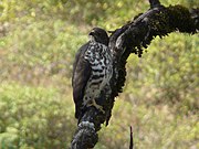 Buteo oreophilus -Ethiopia -8.jpg