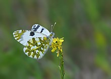 Schmetterling Eastern Dappled White - Euchloe ausonia.jpg