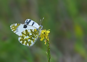 Butterfly Eastern Dappled White - Euchloe ausonia.jpg