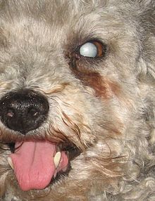 Close up view of the eye of a dog with cataracts