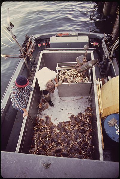 File:COMMERCIALLY HARVESTED DUNGENESS CRABS - NARA - 545093.jpg