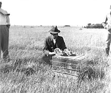 Releasing the Myxoma virus for Rabbits c. 1937 CSIRO ScienceImage 2232 Releasing the Myxoma Virus for Rabbits.jpg