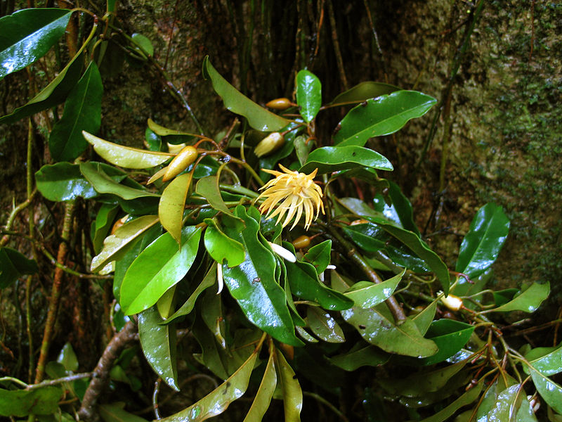 File:CSIRO ScienceImage 7626 Leaves and flowers of Galbulimima baccata.jpg