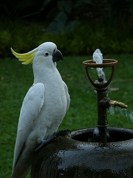 File:Cacatua galereita, Royal Botanic Gardens, Sydney 01.JPG