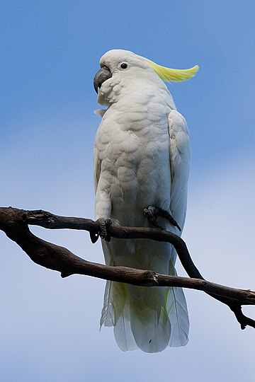 Cacatua galerita