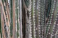 Cactus plants detail (Bonaire 2014) (15692458745).jpg