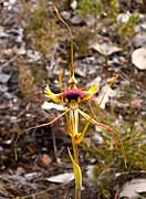 Caladenia lobata