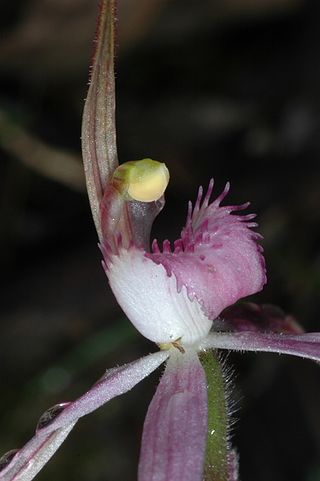 <i>Caladenia rosea</i> Species of orchid