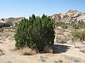 California juniper