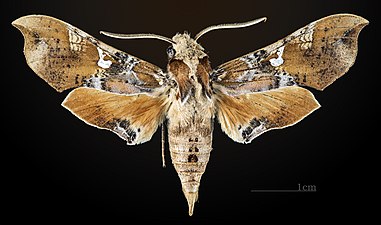 Callionima parce ♂