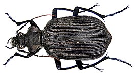 Calosoma senegalense