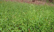 Calyptochloa habit low angle.jpg