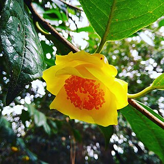 <i>Camellia nitidissima</i> species of plant