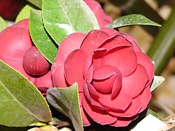 Camellia Wiktionary