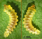 Cameraria ohridella larva beentree.jpg