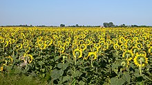 Un campo di girasoli in Emilia-Romagna