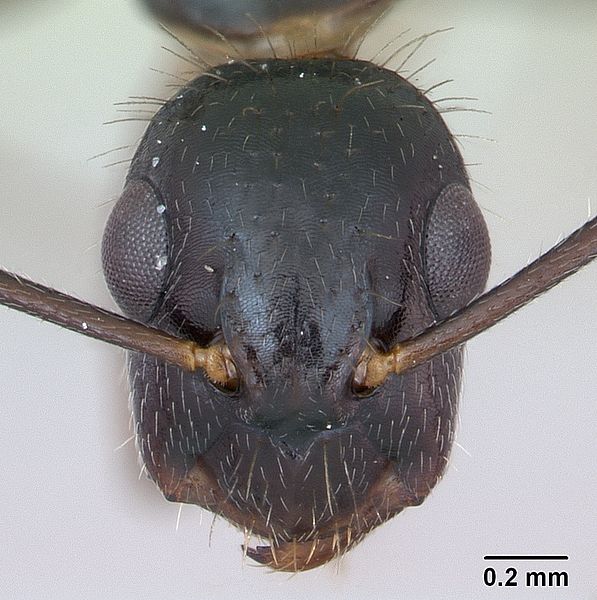 File:Camponotus sexguttatus casent0173452 head 1.jpg