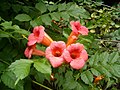 Leaves and Flowers