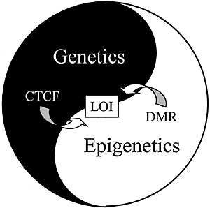 Cancer genetics-epigenetics yin-yang.jpg