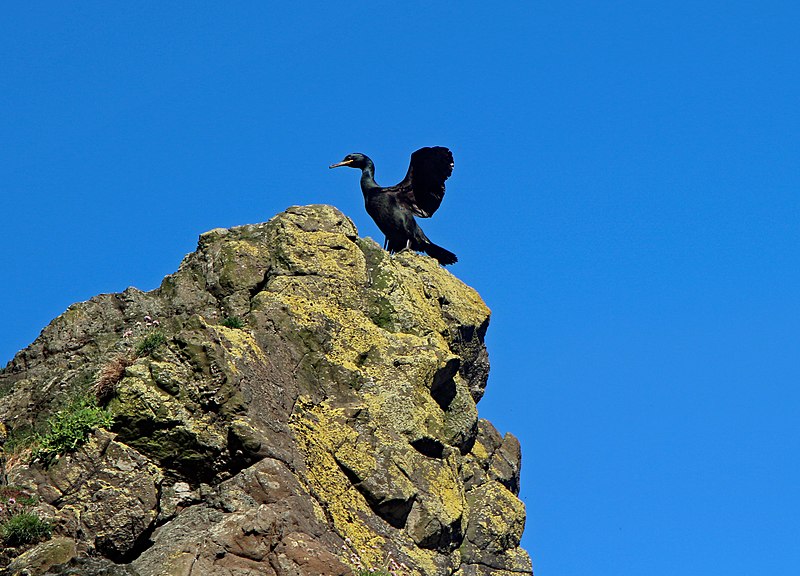 File:Canna (Canaigh) Phalacrocorax aristotelis 1.jpg