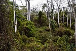 Vignette pour Forêt relique de Niaouli