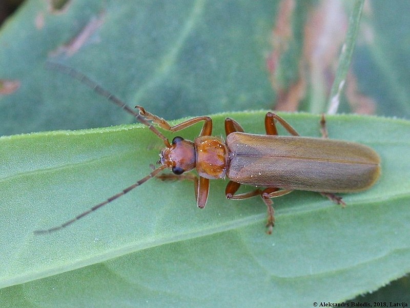 File:Cantharis rufa 01.JPG