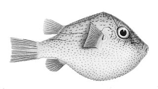 <i>Canthigaster investigatoris</i> Species of pufferfish