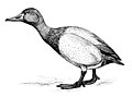 Canvasback (PSF).jpg