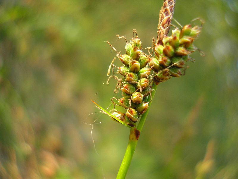 File:Carex ericetorum JuliaKruse 3.jpg