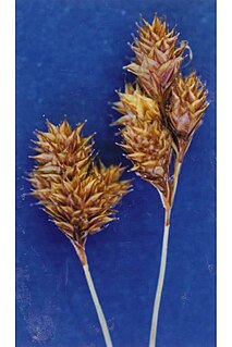 <i>Carex proposita</i> Species of grass-like plant