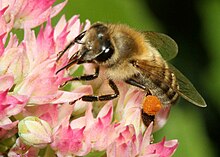 Carnica bee on Hylotelephium 'Herbstfreude' with pollen basket Carnica bee on Hylotelephium 'Herbstfreude'.jpg