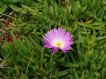 Carpobrotus glaucescens 01.jpg