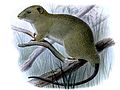 short-footed Luzon tree rat