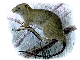 <span class="mw-page-title-main">Short-footed Luzon tree rat</span> Species of rodent