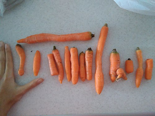 Carrot not normal