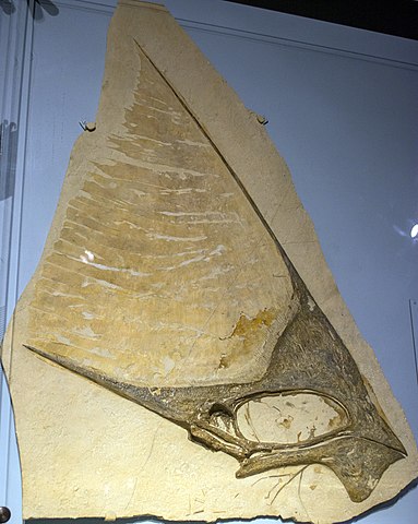 Why Pterosaurs Were the Weirdest Wonders on Wings