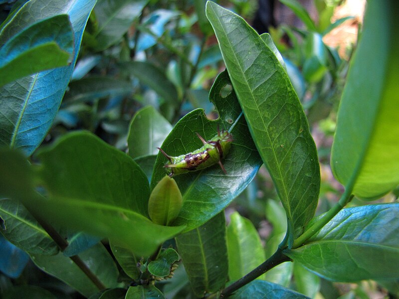 File:Caterpillar 9003.jpg