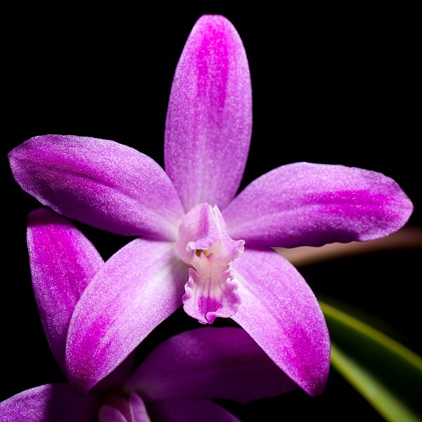 File:Cattleya ghillanyi fma. flamea '-1806' (Pabst) Van den Berg, Neodiversity 3 7 (2008) (40973783720) - cropped.jpg