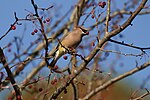 Thumbnail for File:Cedar Waxwing with Berry.jpg