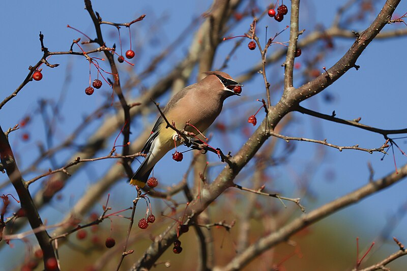 File:Cedar Waxwing with Berry.jpg