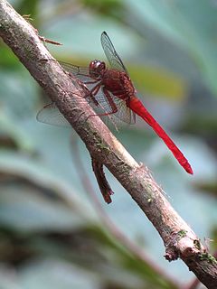 <i>Rhodopygia hinei</i> Species of dragonfly