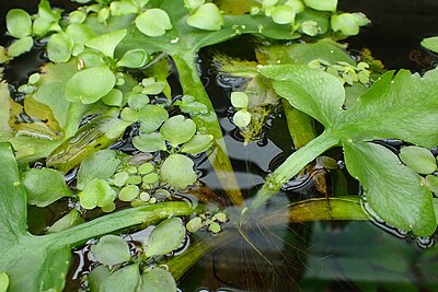 Ceratopteris pteridoides