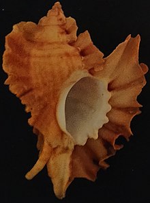 Ceratostoma Burnetti F.jpg