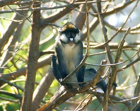 Cercopithecus ascanius