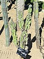 Cereus jamacaru - Jardin Botanique de Lyon - DSC05321.JPG