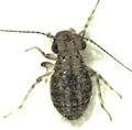 Trogiomorpha (Cerobasis guestfalica)