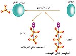 صورة مصغرة لـ كيناز البروتين